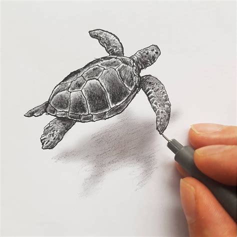 Various Styles of 3D Drawings | Turtle drawing, Turtle sketch, Sea ...