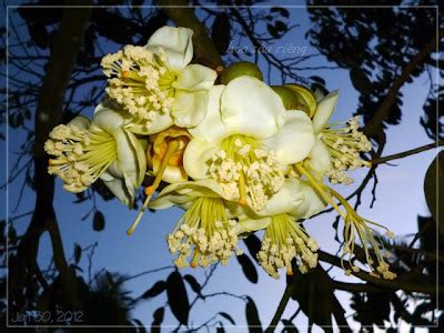 JackFruit Flowers - Self Sagacity