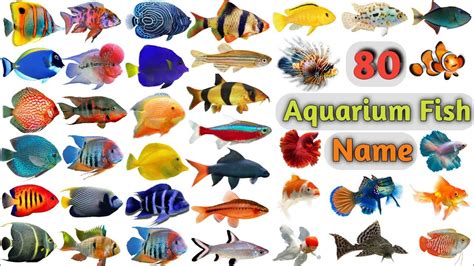 Different Types Of Fishes In Aquarium With Names