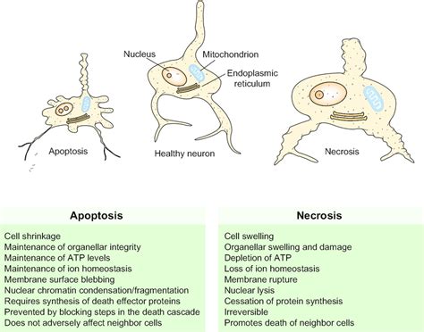 Distinguishing features of apoptosis and necrosis. | Download ...