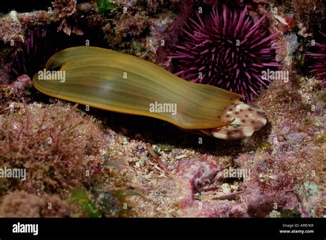 Swell shark Cephaloscyllium ventriosum hatching from egg case Stock ...