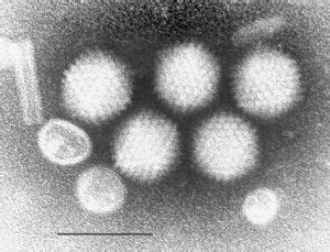 Adenoviridae - encyclopedia article - Citizendium