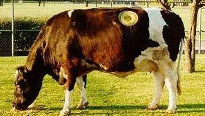 Information about "cow.jpg" on fistulated cow - Davis - LocalWiki