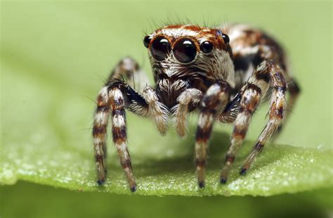 Common Spiders in South Africa | Sciencing