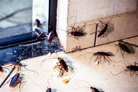 Northwest Exterminating - Pest & Termite Control | Wildlife | Lawn Care