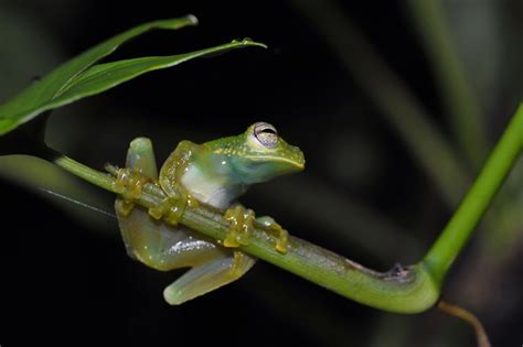 10 Incredible Glass Frog Facts