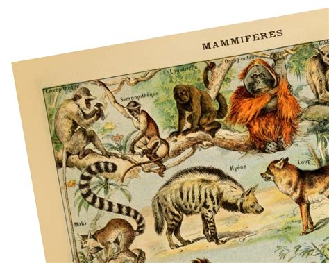 Mammals Poster Vintage Mammals Print Art Illustration Art | Etsy