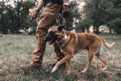 Belgian Malinois Training: 7 Methods For Successful Training