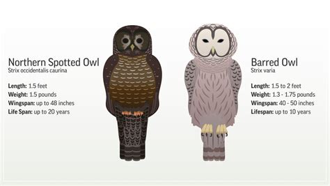 Owl vs. owl: Should humans intervene to save a species? | The Seattle Times