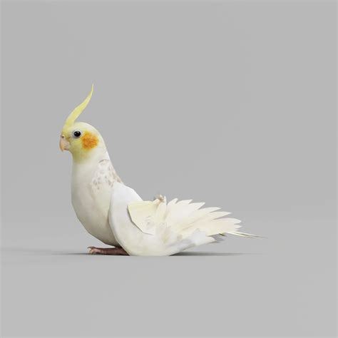 Cockatiel Parrot Bird - FlippedNormals