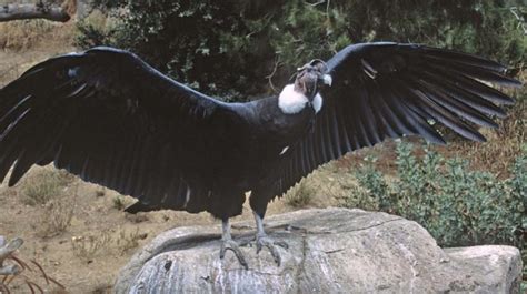 Andean Condor | San Diego Zoo Animals & Plants