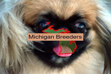 Best Pekingese Breeders