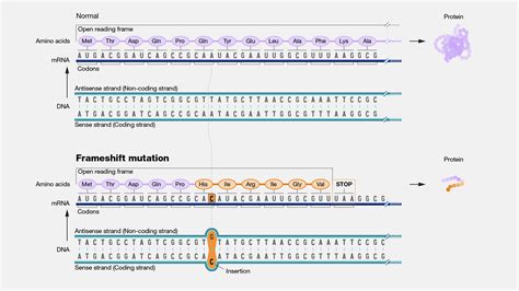 Frameshift Mutation