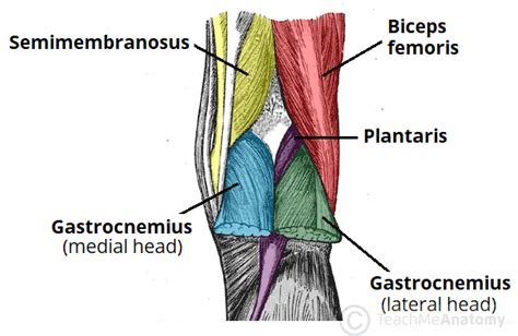 The Popliteal Fossa - Borders - Contents - TeachMeAnatomy