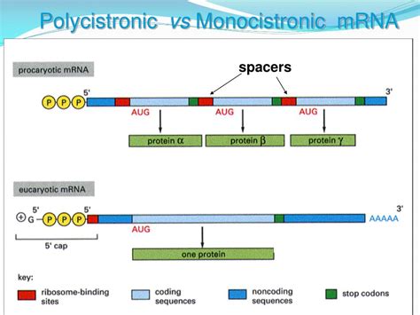 PPT - PROKARYOTIC TRANSCRIPTION PowerPoint Presentation, free download ...