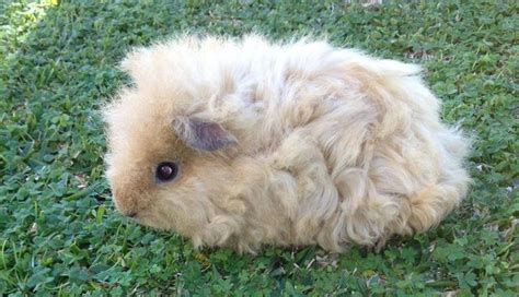 Texel Guinea Pigs: Guinea Pigs With A Naturally Fancy Perm | The Pets ...