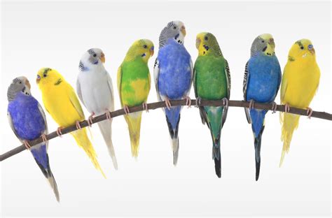 All budgie colors and magic hues: Greens to Blues | ThePerruches.com