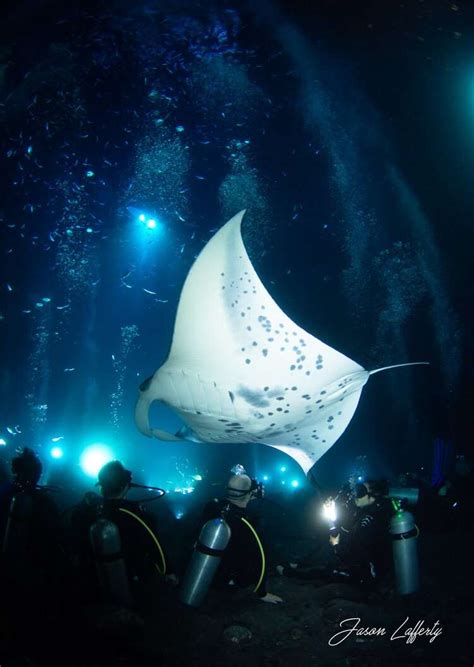 Manta Ray Diving - Big Island Reviews