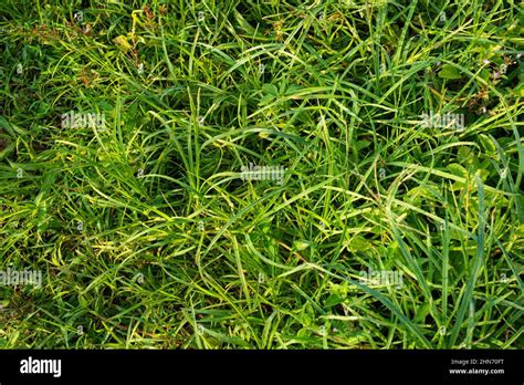 Grass and leaf background texture photograph Stock Photo - Alamy