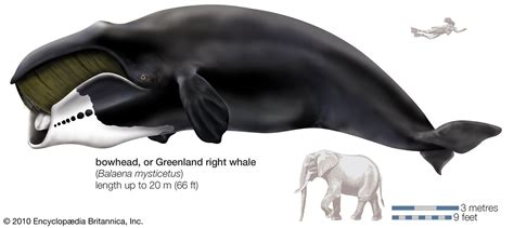 Right whale | Size, Diet, & Habitat | Britannica