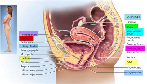 Fallopian Tube Function - Pregnancy - Blocked Fallopian Tube