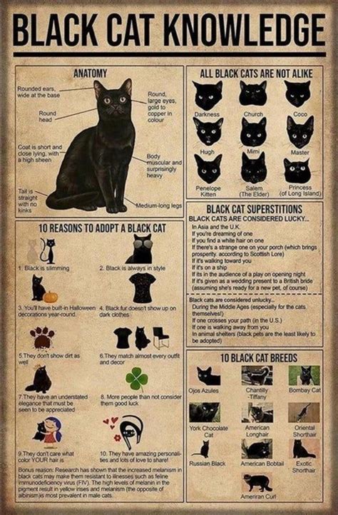 Pin by sarah on more | Black cat superstition, Black cat lover, Black cat