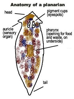 Microscope Imaging Station. Planaria: A window on regeneration.