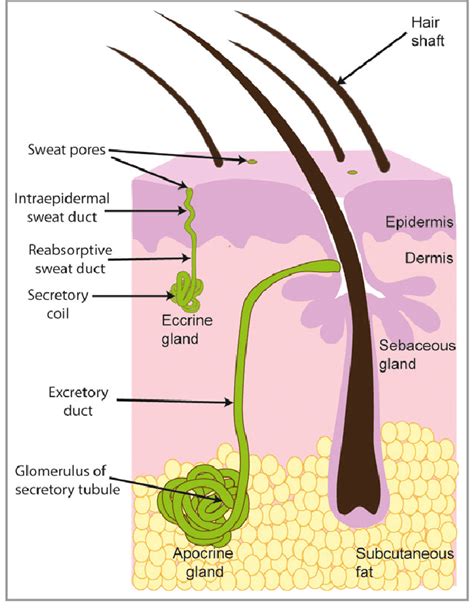 Basic structure of sweat glands. The eccrine sweat gland is | Download ...