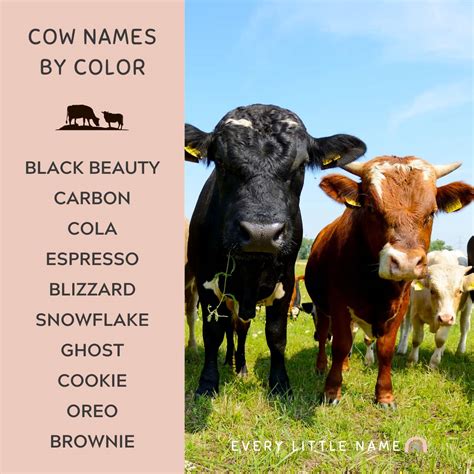 200+ Best Cow Names (Cute, Funny, and Moo-gnificent!) - Every Little Name