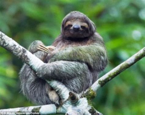 Sloths move so slowly….Algae grows on them! | The Sloth Showroom