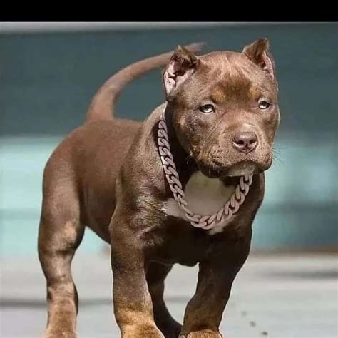 Teacup Pitbull: What Are They & Why Are They Special