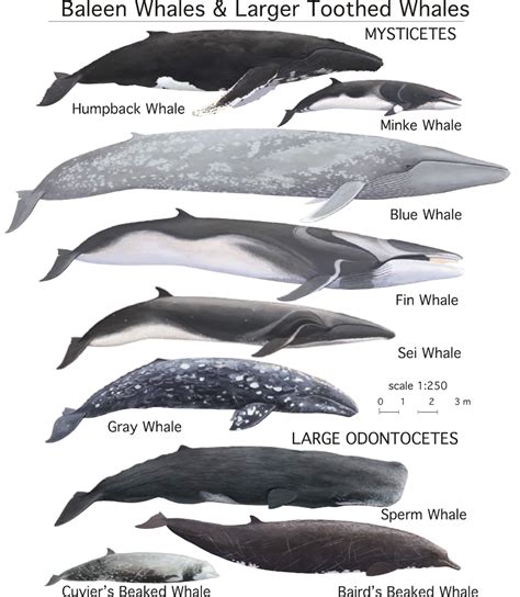 type of whales - Google Search | Types of whales, Whale, Baleen whales