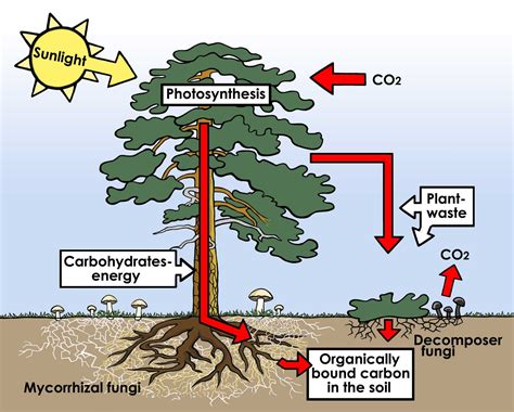 Global Carbon Cycle Soil