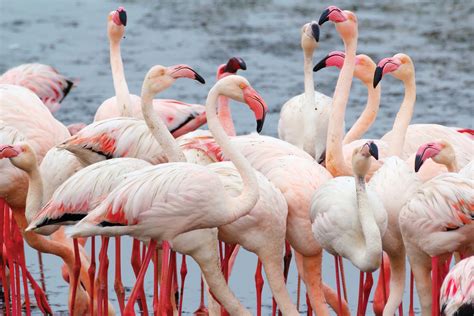 Flamingos, Walvis Bay University of Illinois Alumni Association