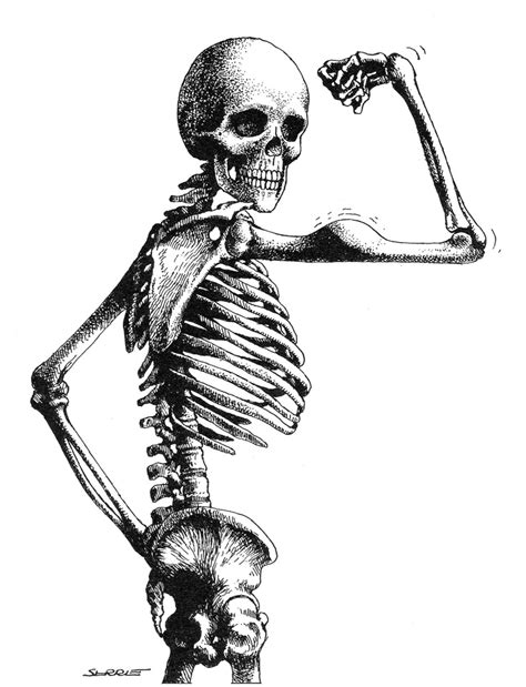 HUMOUR........... | Skeleton art, Funny art, Anatomy art