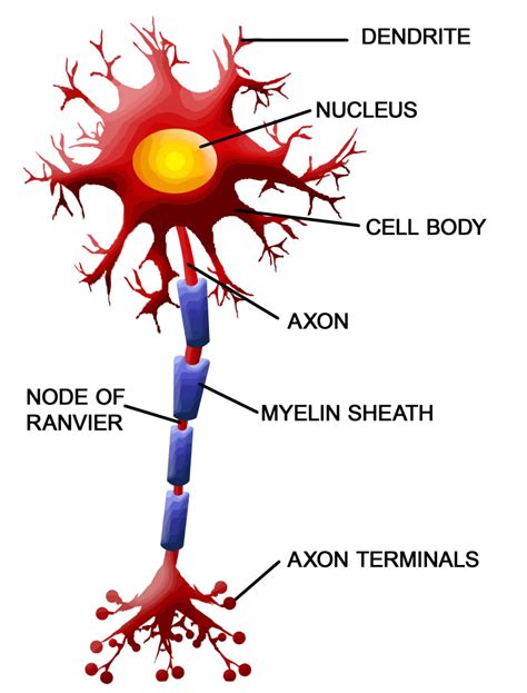 The Neuron - External Structure and Classification - Interactive ...