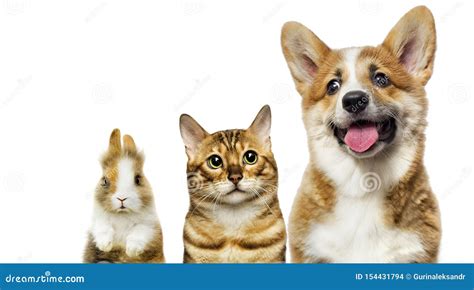 Cat and Dog and Rabbit Together Stock Photo - Image of portrait, rabbit ...