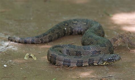 Is This Snake in My Pond Dangerous or Harmless?