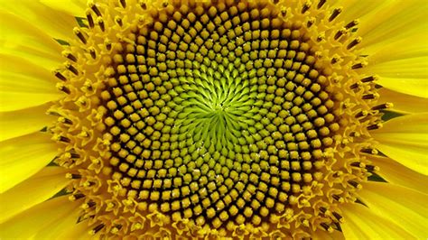 Golden Ratio and Sacred Geometry in Nature – Darwin Digital Strategy ...