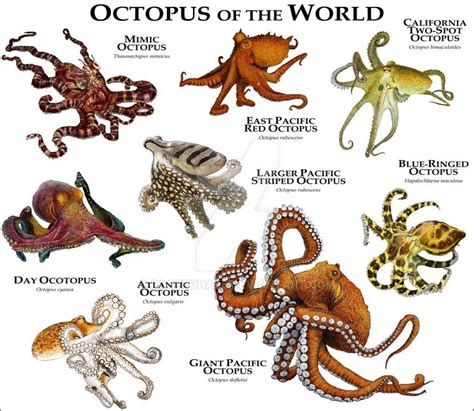 Pin on Cute Little Beasties | Octopus, Giant pacific octopus, Marine ...