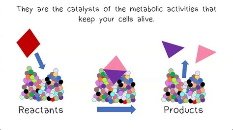 Metabolism & Enzymes - YouTube