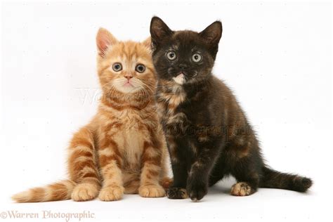 Ginger and chocolate-tortoiseshell kittens photo WP11412