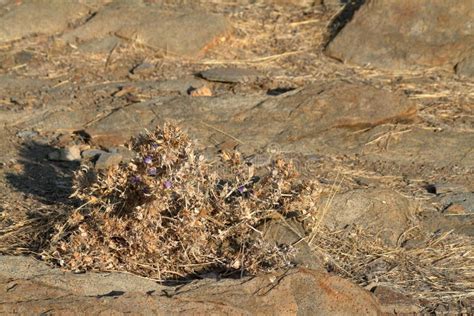 Flowers in the Namib Desert of Namibia Stock Photo - Image of flower ...