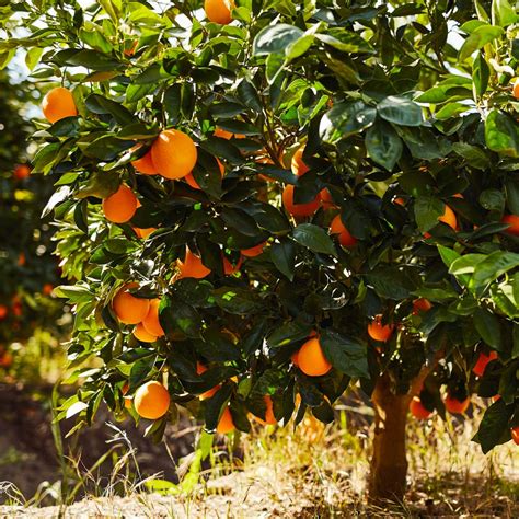 Navel Orange Trees for Sale | FastGrowingTrees.com