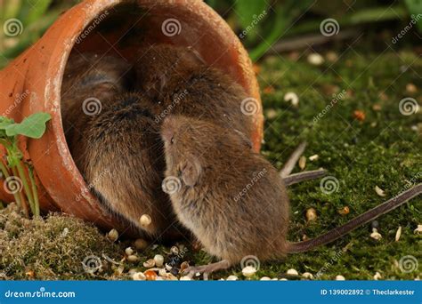 Harvest Mice in Natural Habitat Stock Photo - Image of harvest ...