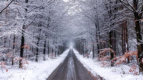 Nature Forest Road With Snow During Winter 4K HD Nature Wallpapers | HD ...