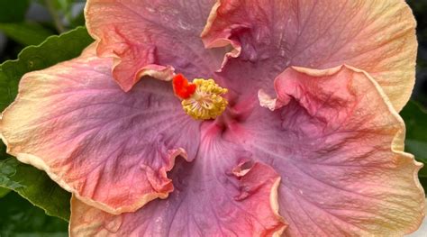 What Colors Are Hibiscus Flowers When They Bloom?