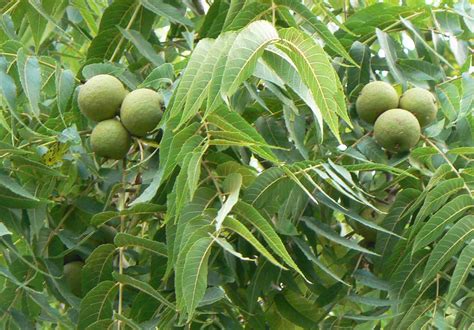 The Different Walnut Tree Species