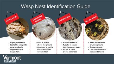 Types Of Wasps Nests