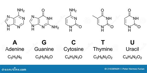 Primary Nucleobases, Chemical Formulas And Skeletal Structures Cartoon ...